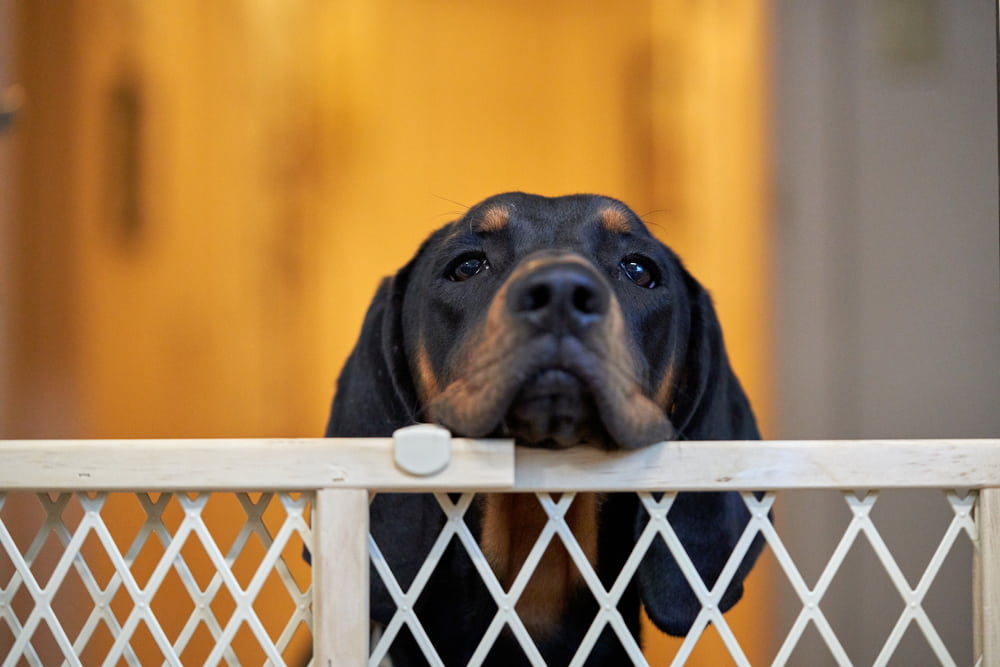 Dog looking over gate