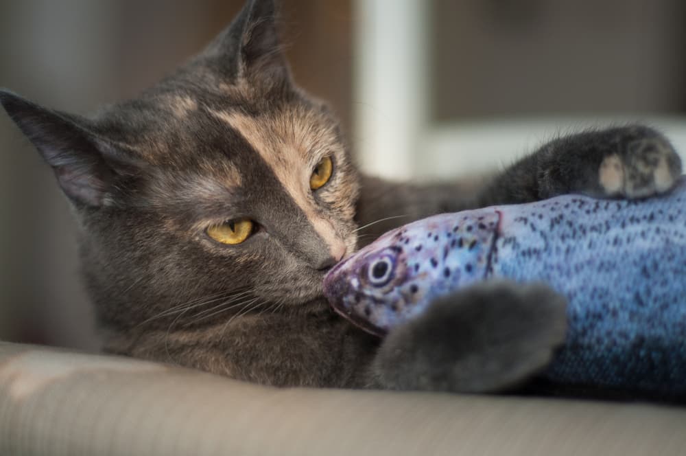 Cat playing with fish toy