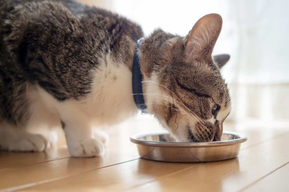 Cat eating from bowl