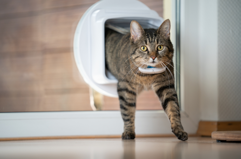 The Top 4 Cat GPS Trackers for Adventurous Felines