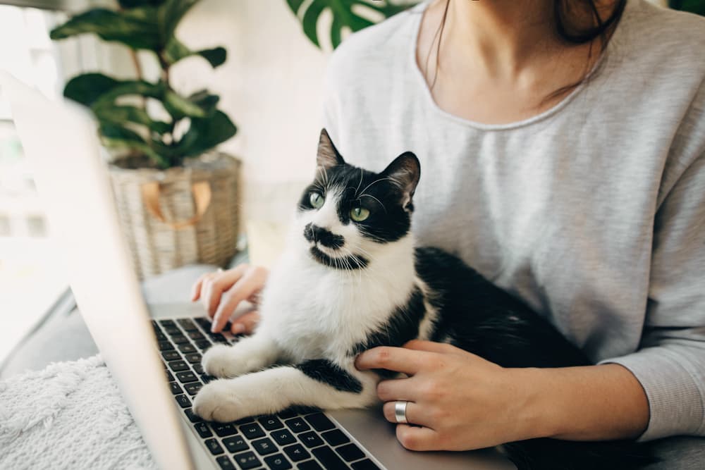 Searching on laptop with cat on lap