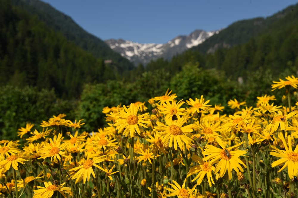 Flowering arnica in Canada