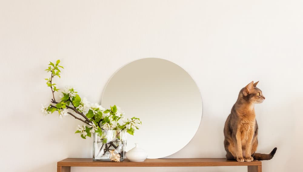 cat sitting on end table