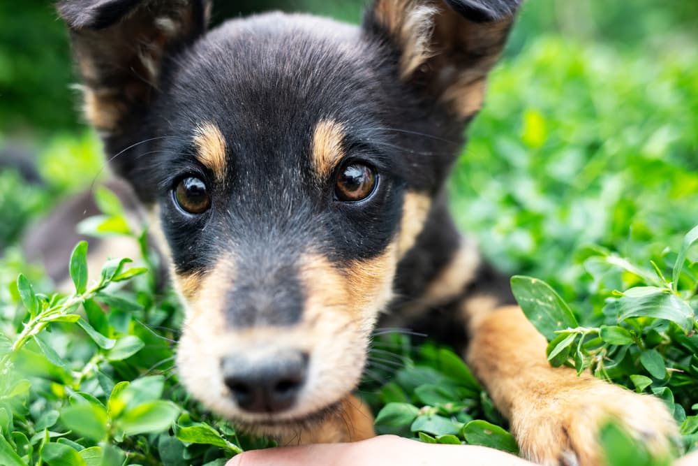 Cute puppy laying in the grass