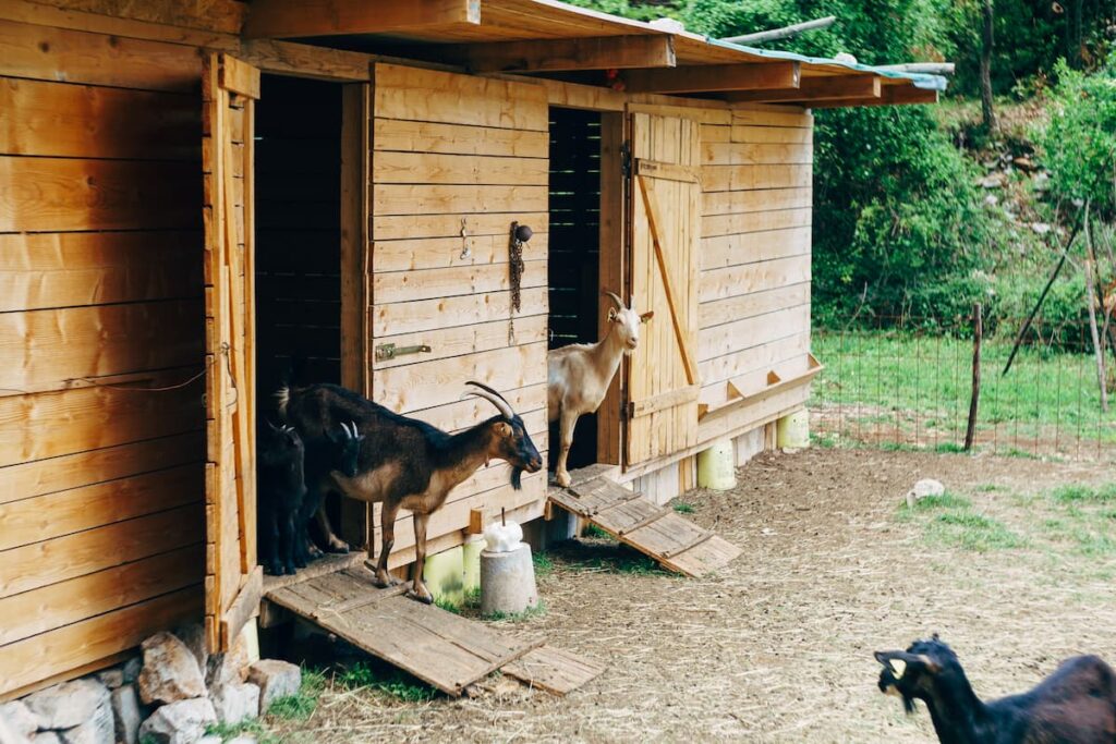 two goats with their heads peeking out of a barn