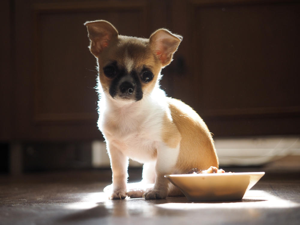 small puppy with dish of food