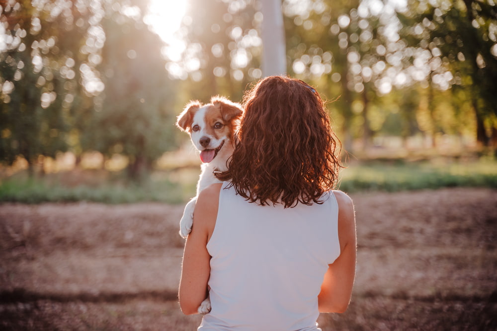 Dog relaxed with owner