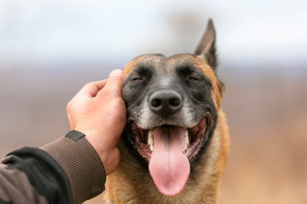 Dog smiling with tongue open