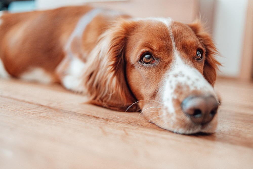 Dog laying on ground happy