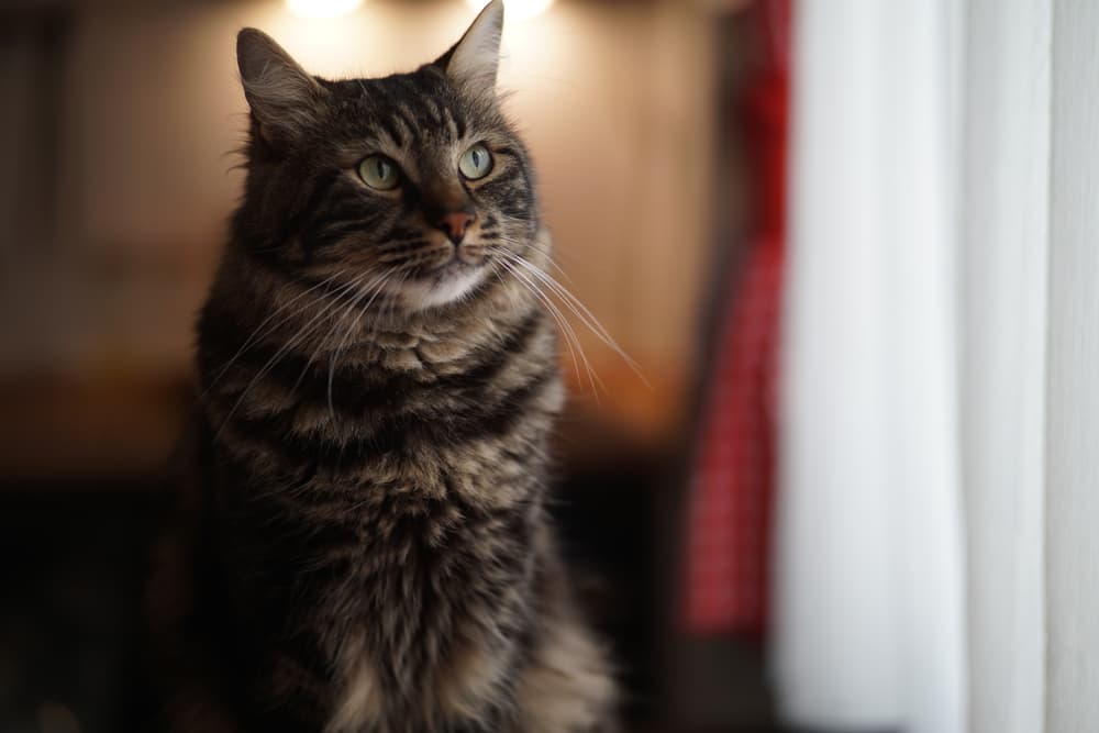 Happy cat looking up in kitchen for blue buffalo cat food review