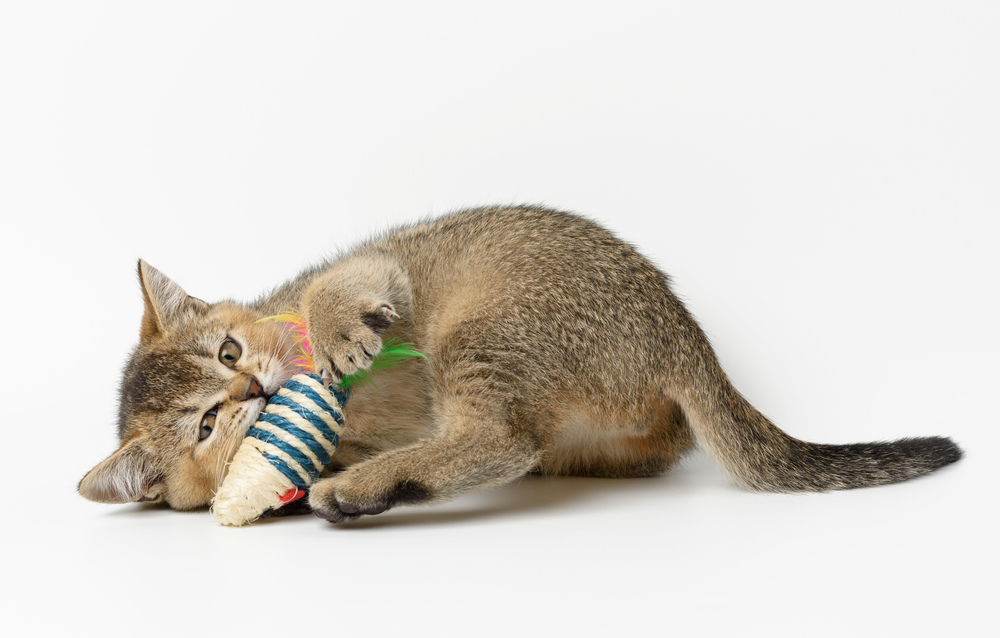 Cat playing with a toy