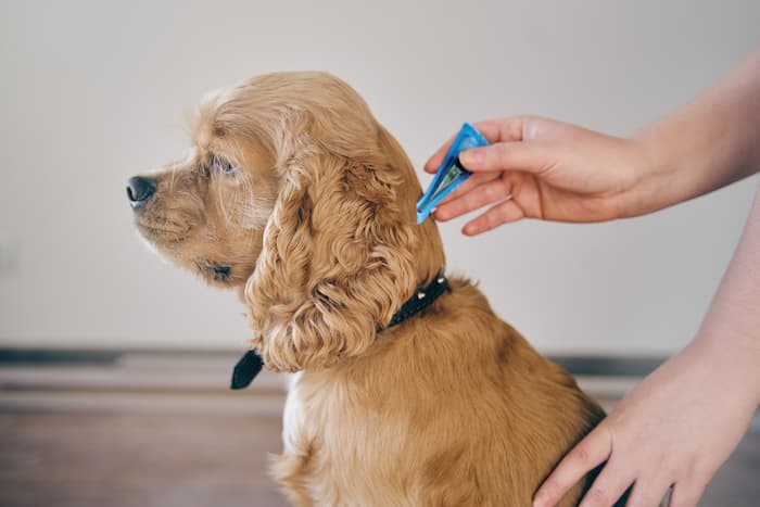 Cocker Spaniel getting a flea and tick topical preventative applied.