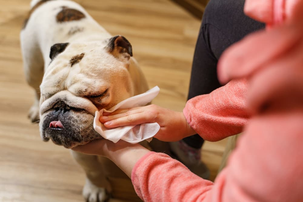 Owner wiping bulldog with a dog wipe