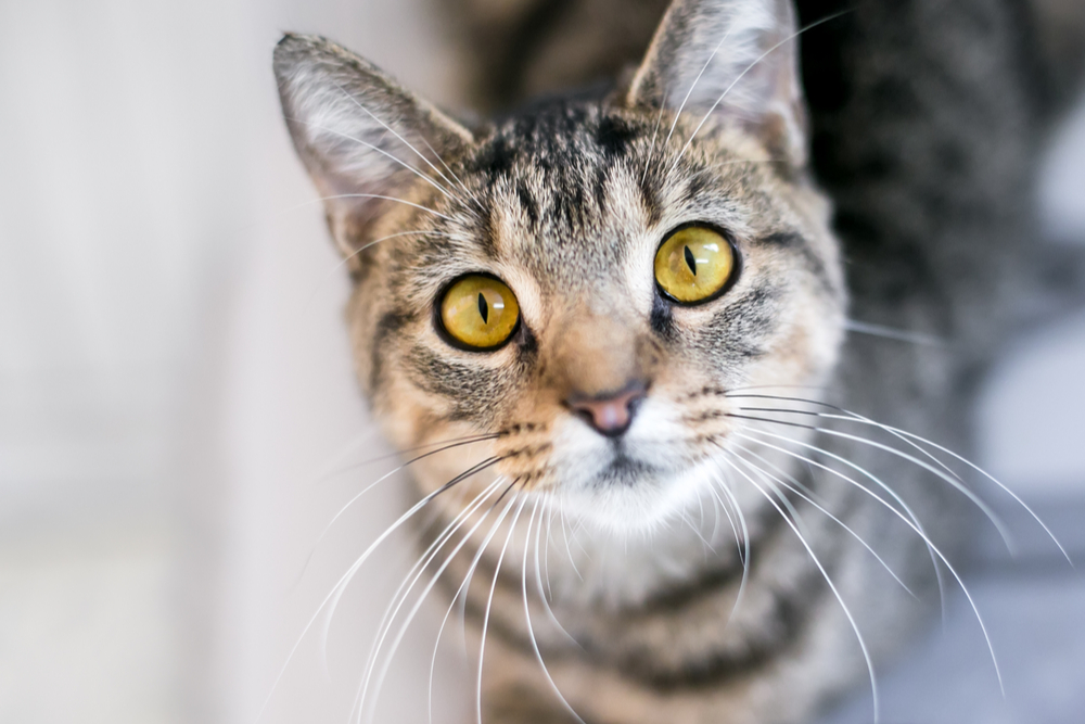 Cat head tilt looking up to camera