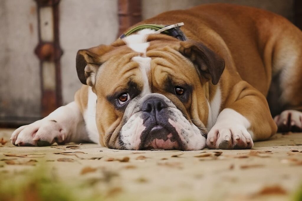 dog sad because he has soft dog poop