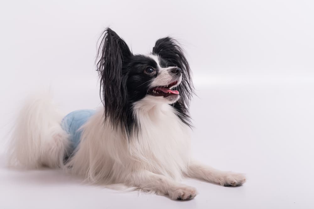 Cute dog laying down wearing a diaper