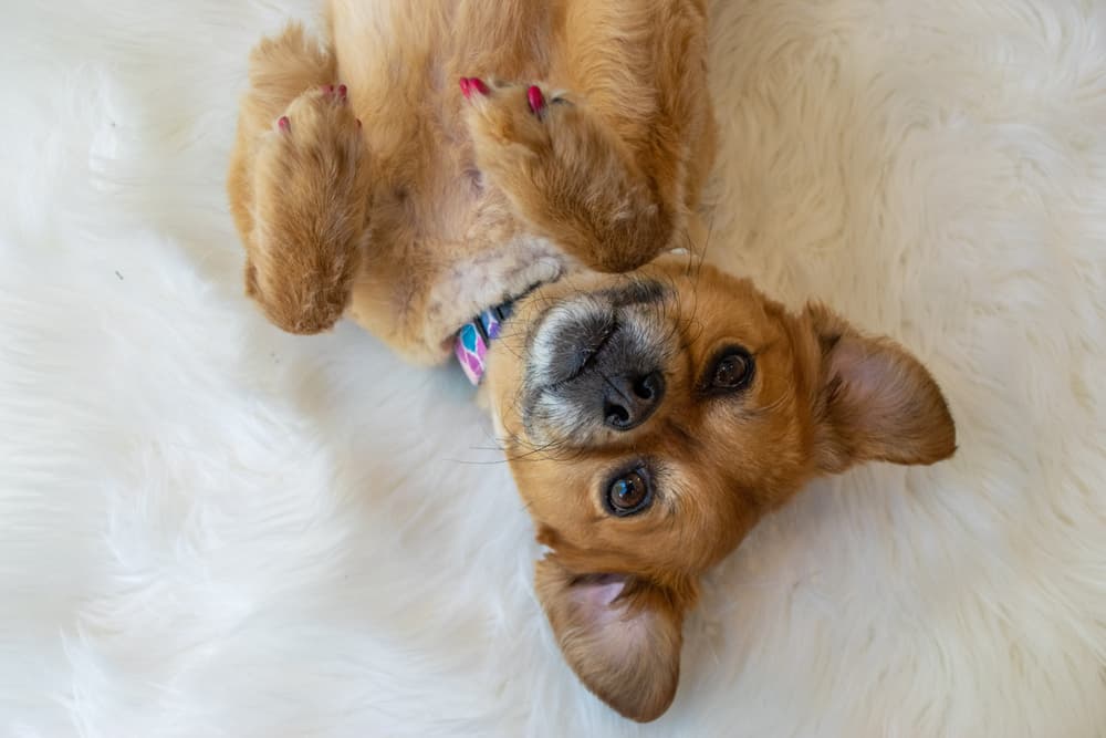 Happy dog laying on the rug