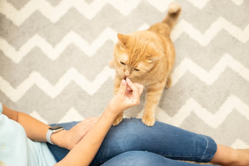 Cat getting a treat from owner