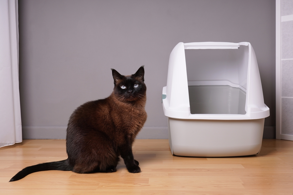 SIamese cat near high-sided litter boxes