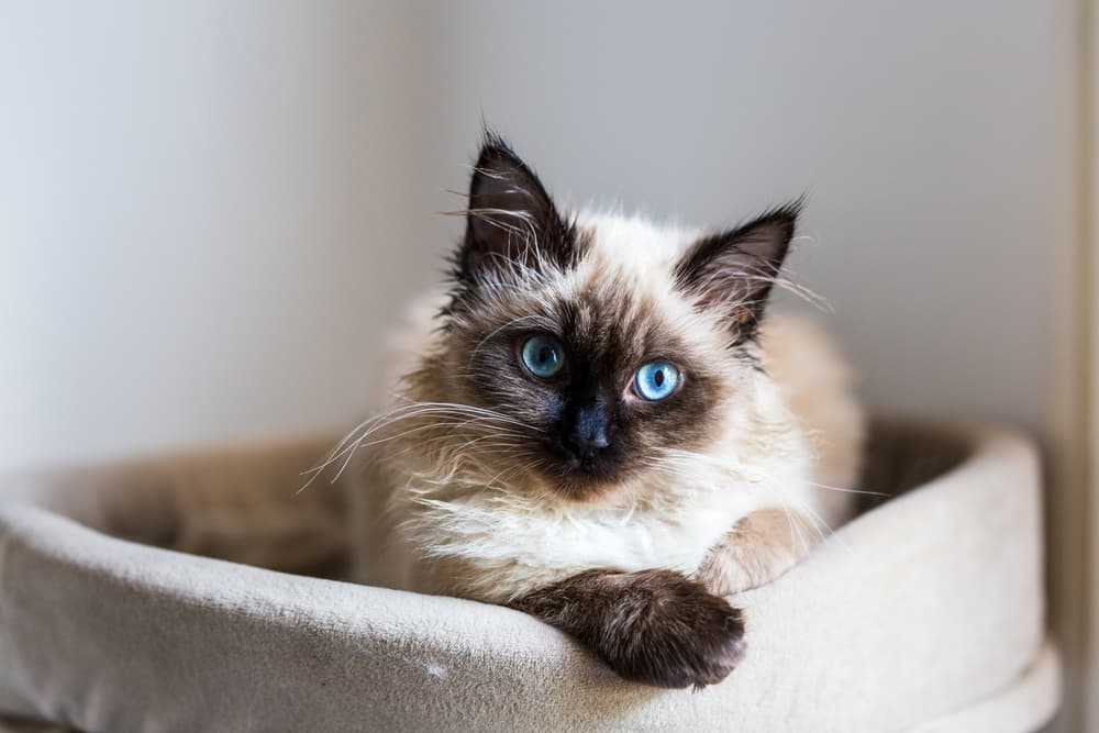 siamese kitten in cat bed