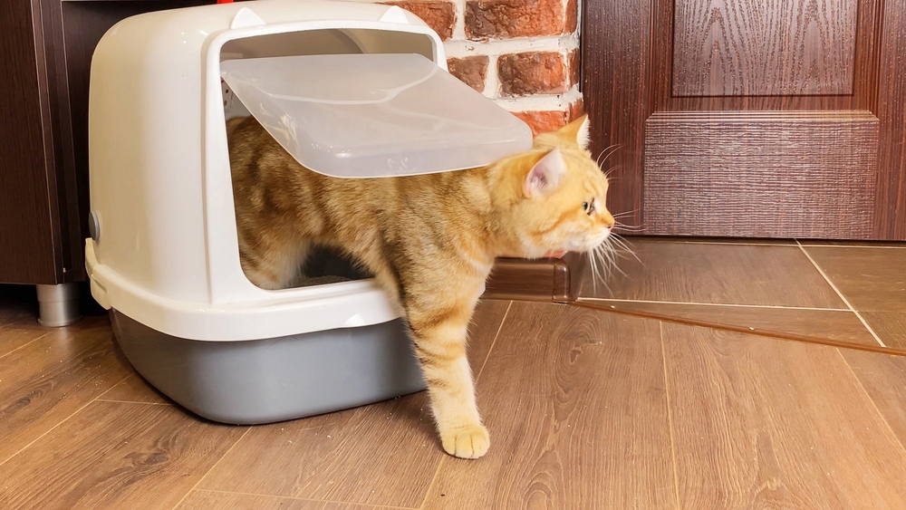 cat exiting a litter box 