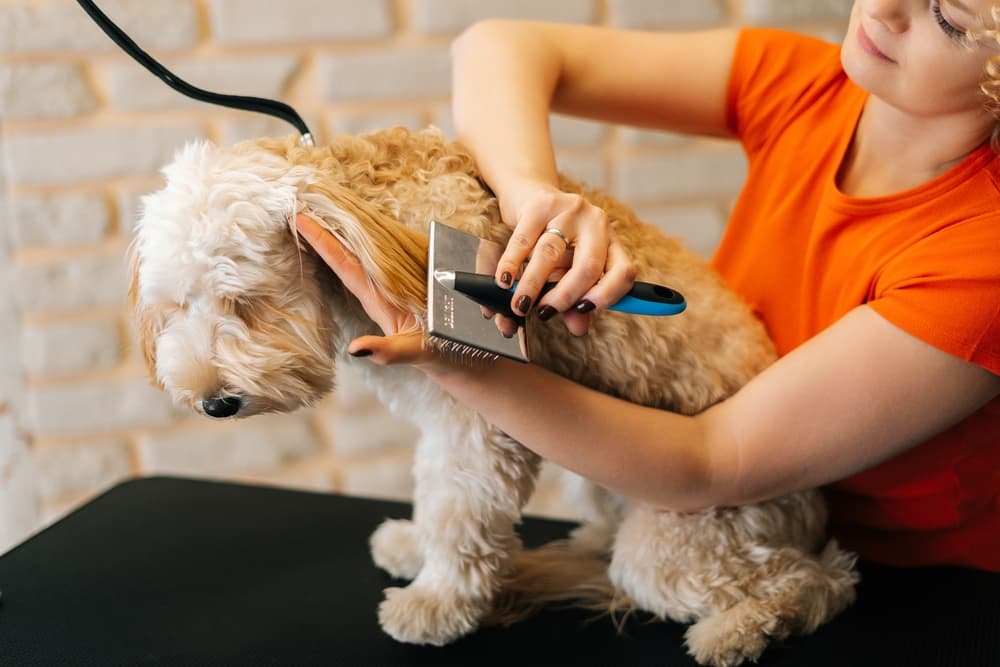 light-colored poodle mix dog being brushed by groomer