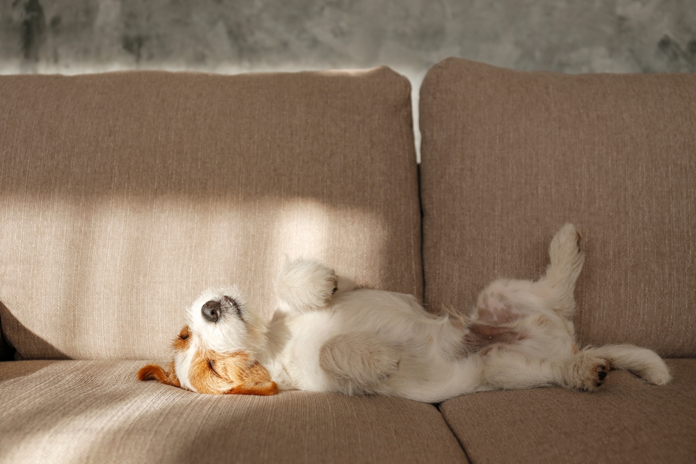 dog friendly couch with jack russell laying on it