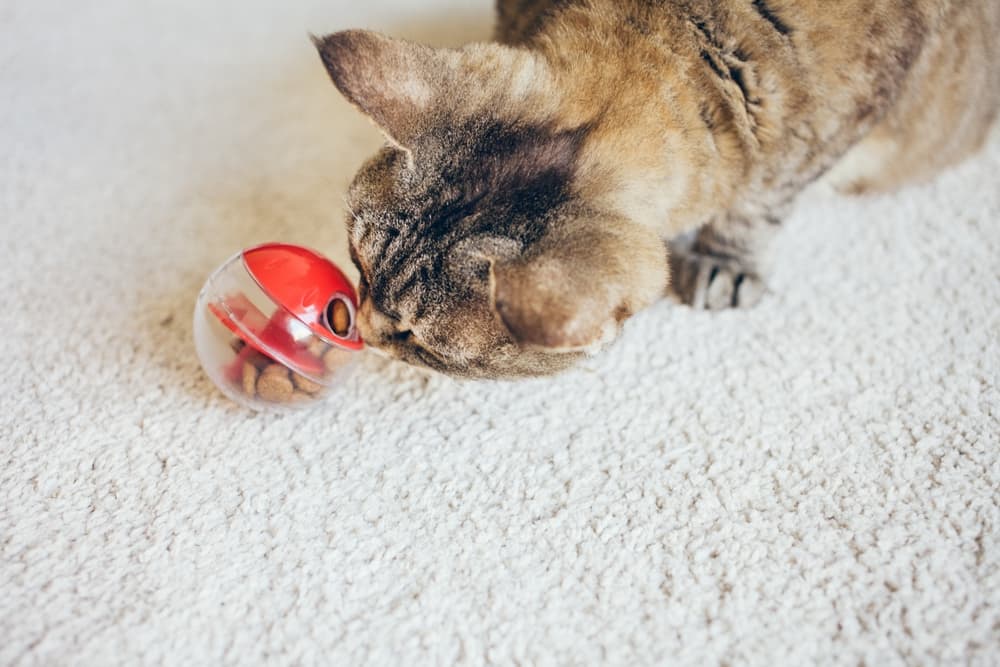 Cute cat playing with a puzzle game