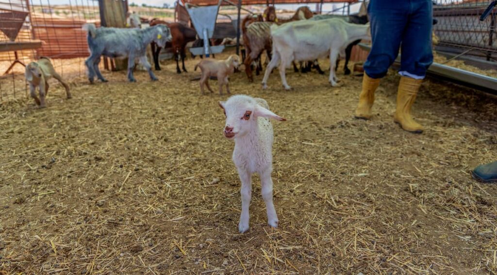 white baby goat standing in a pen with other goats