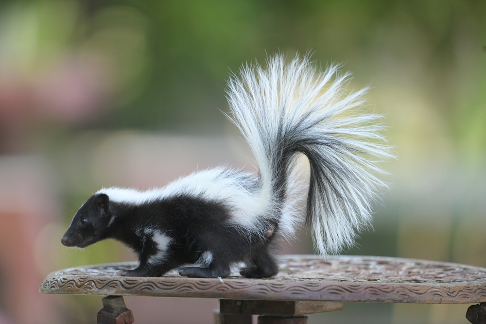 Skunk posing on a table