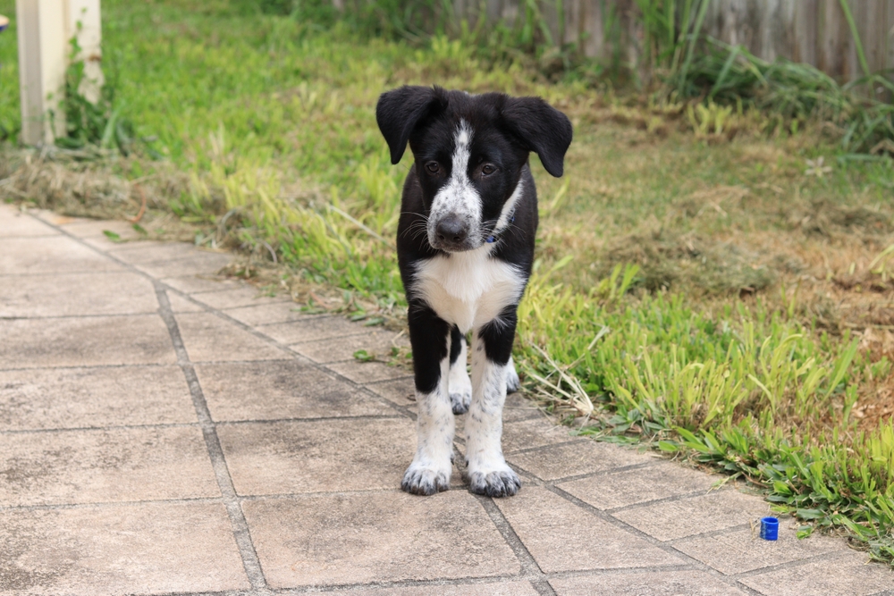 A 4 to 6 month old puppy