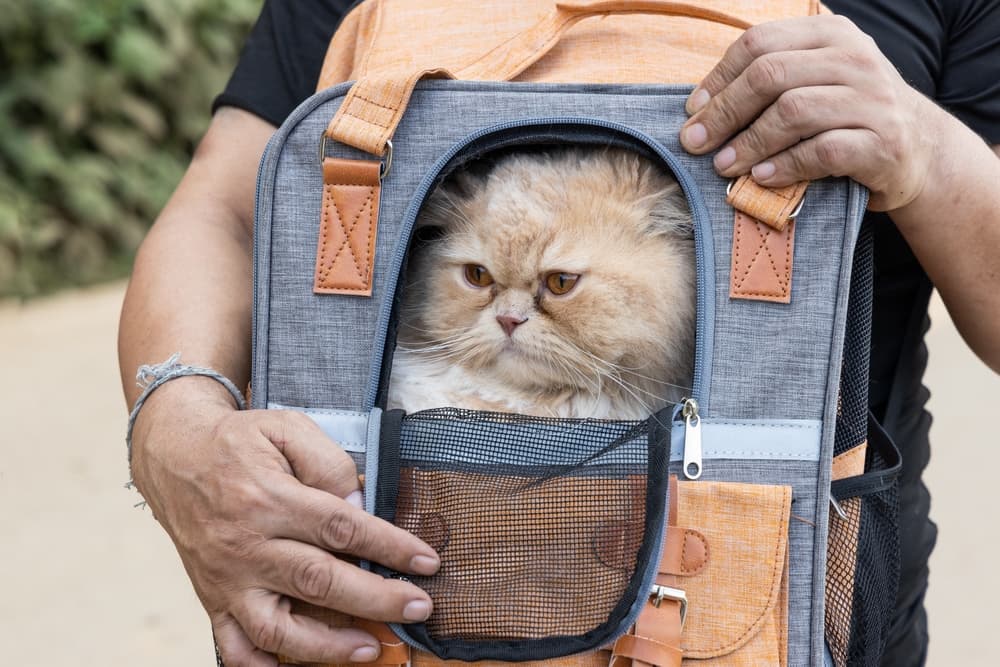 cat being toted around in a carrier 