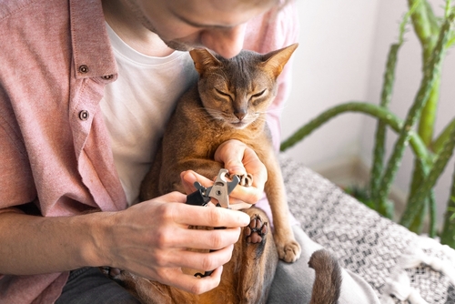 Trim Your Cat's Nails — Without the Stress