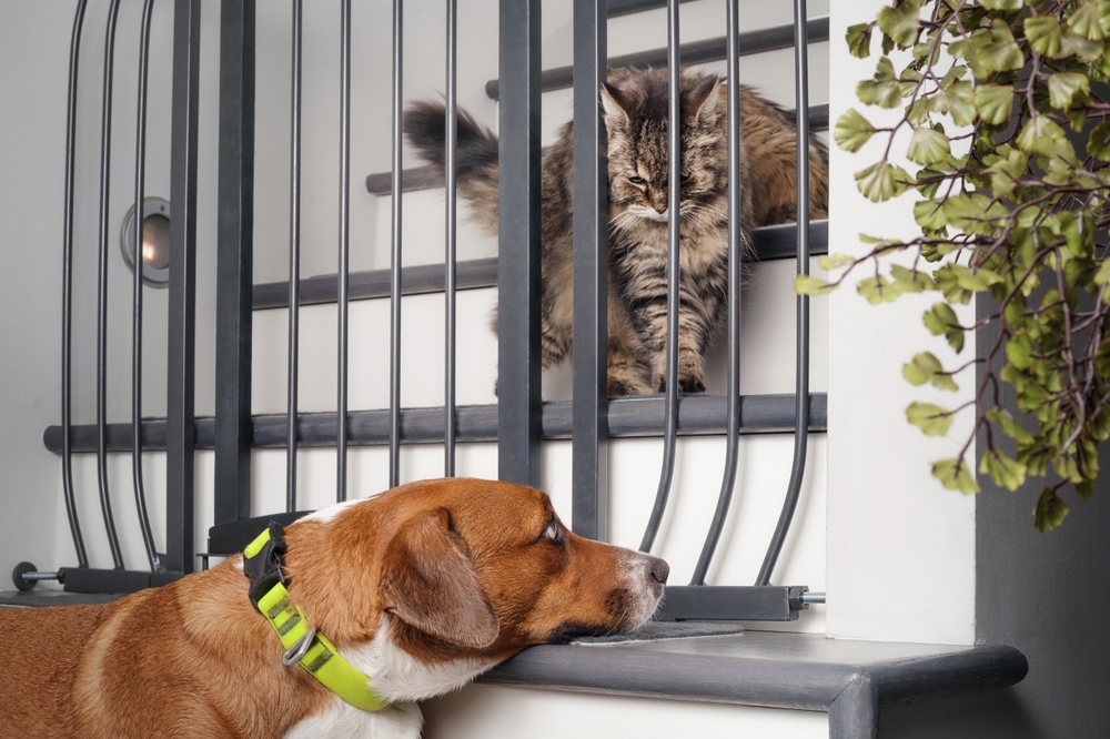 Dog and cat look at each other through best cat gates