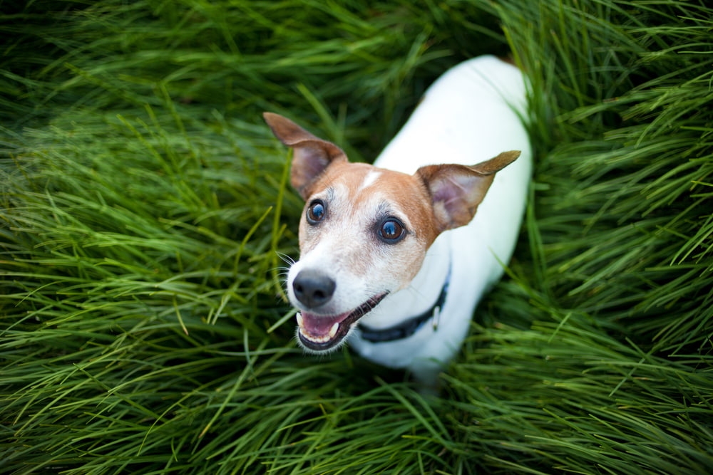 12 Best Joint Supplements For Dogs