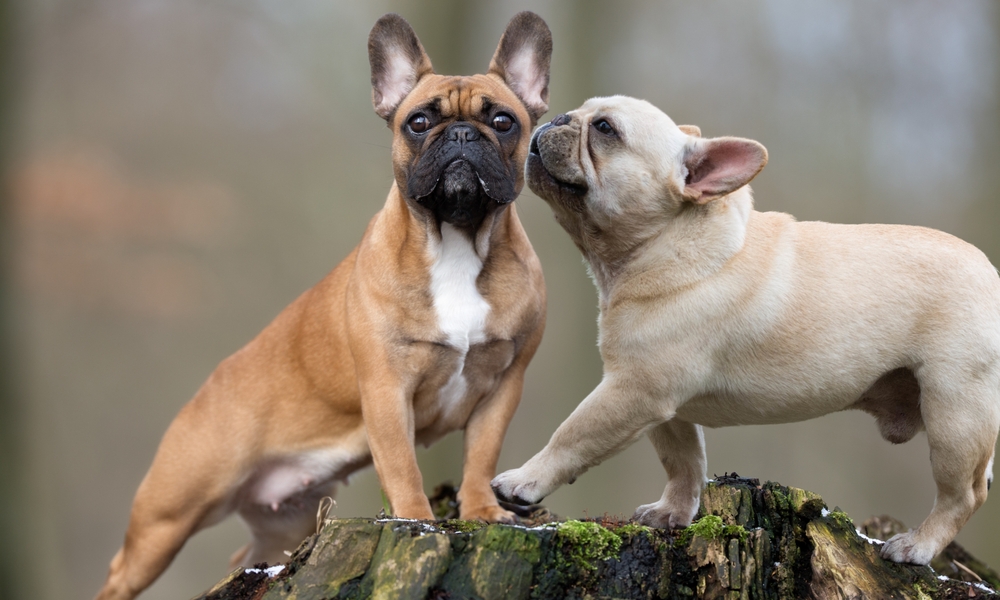 French Bulldogs