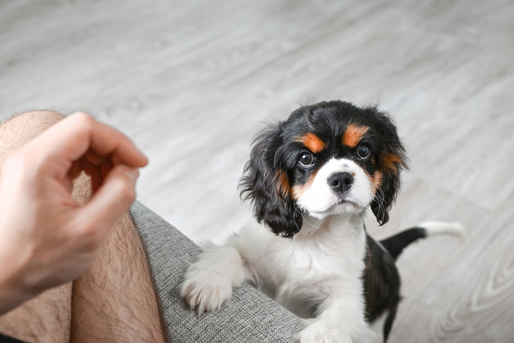 Cavalier King Charles pup looks at man