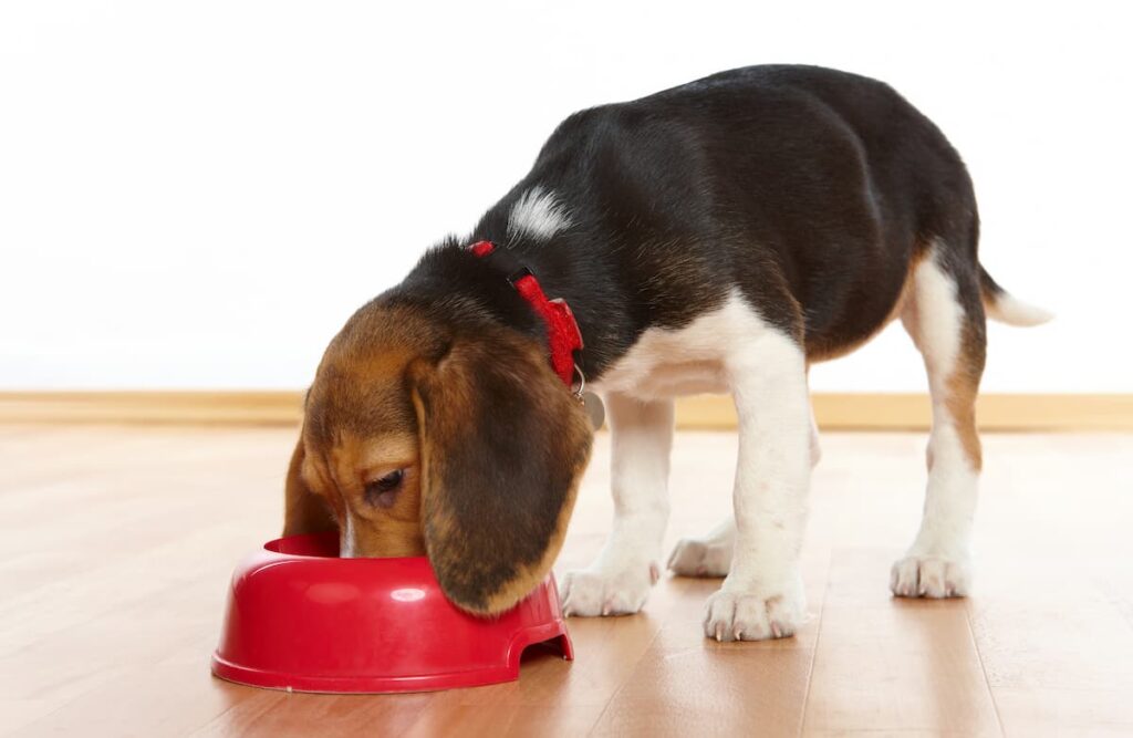 dog eating pumpkin in bowl