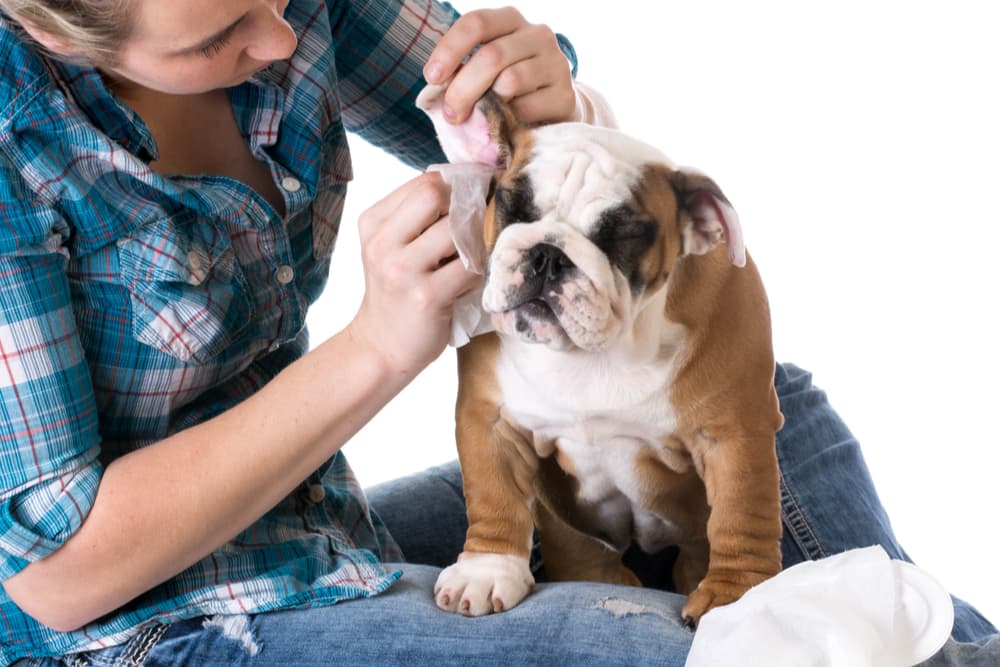 Owner putting dog wipes in the dog ears