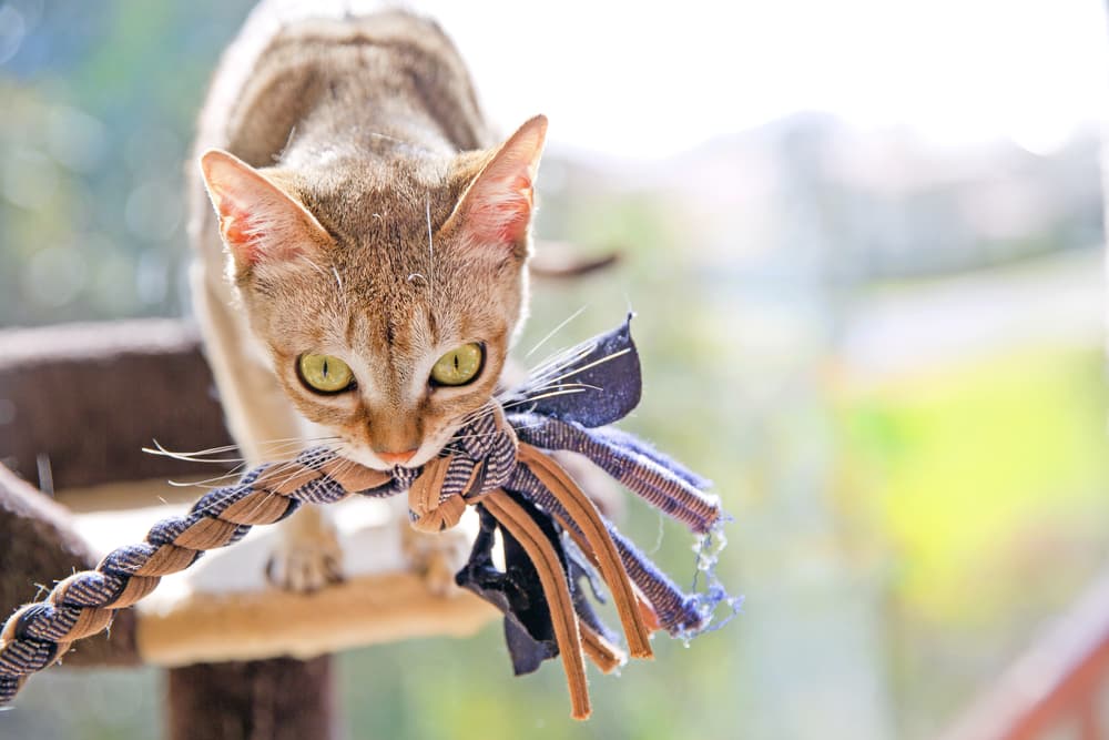 Cat playing with rope chew toy