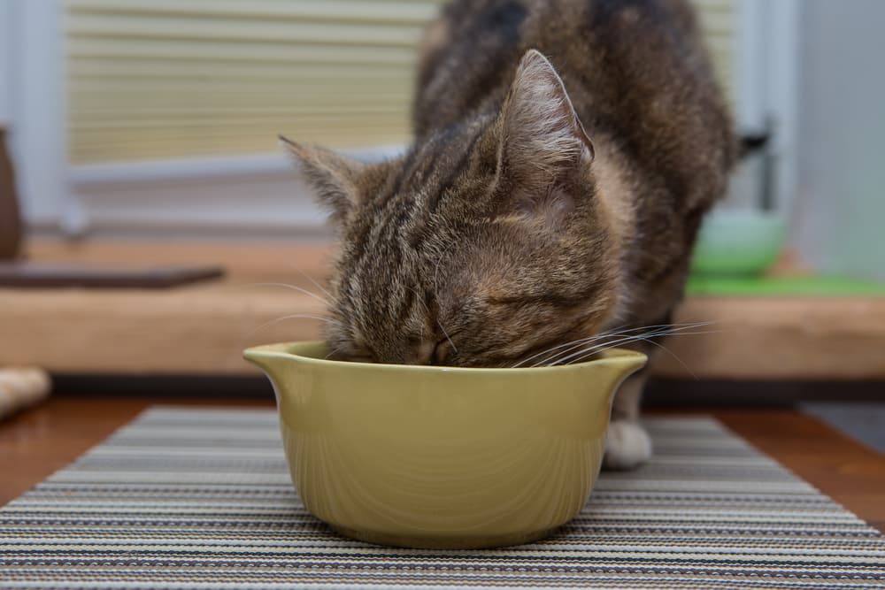 Happy hungry cat eating from bowl