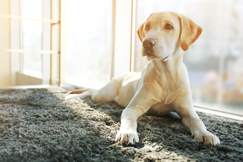 Cute dog laying near a window on a rug