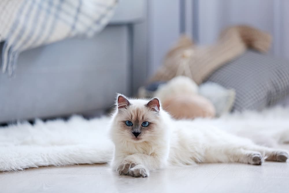 Cat stretched out in a pretty home