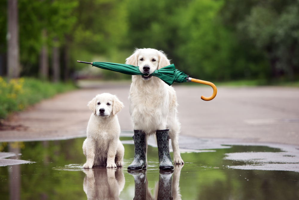 Dogs posing in the rain