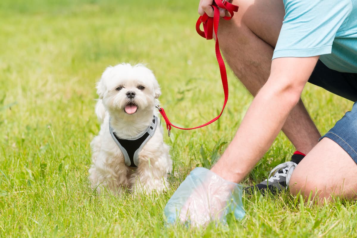 What You Should Know About Your Pet's Poop