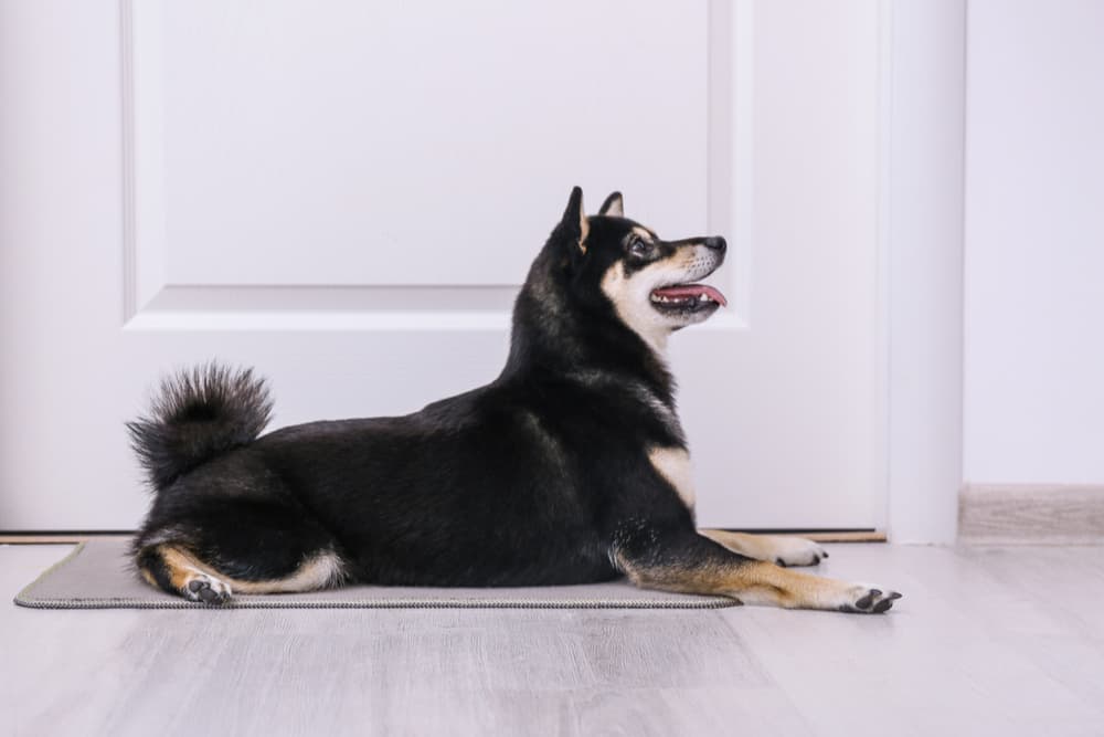 Dog laying on the rug at home