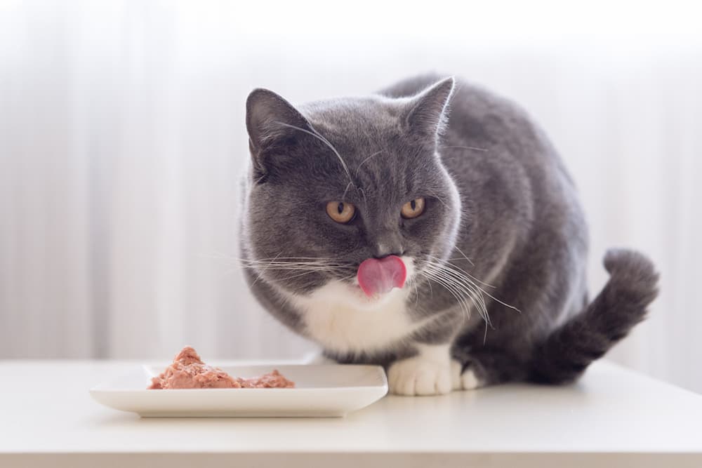 Best Senior Cat Food: 10 Options to Meet Your Aging Feline’s Needs