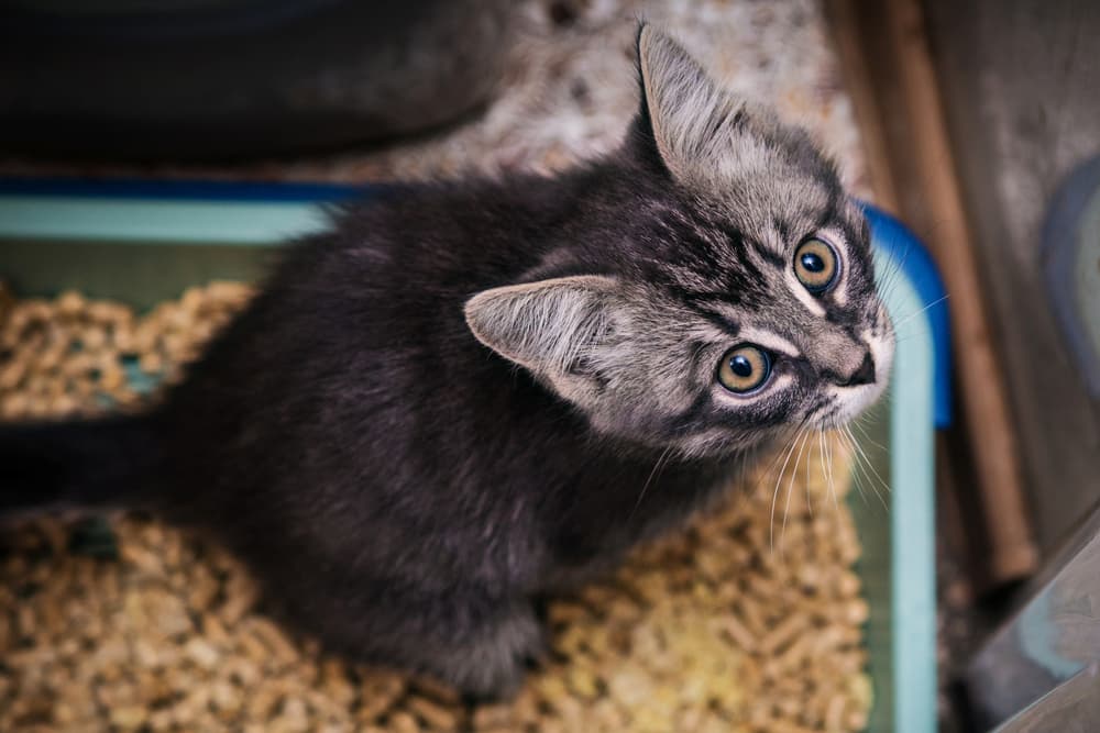 Cat Litter Box Supplies: 9 Essentials We Love