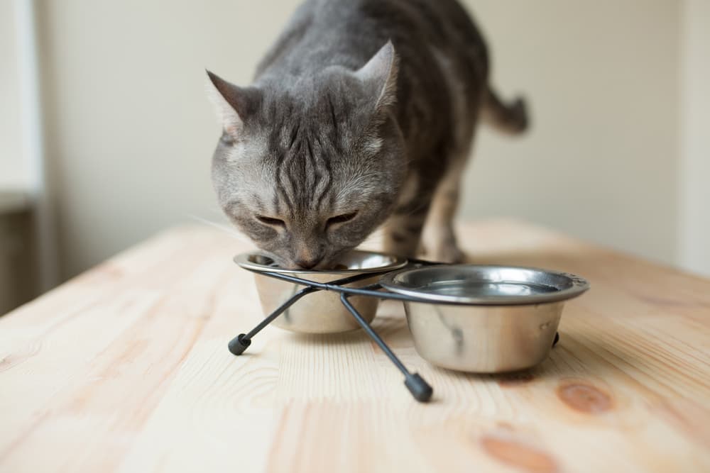 Best Cat Food for Weight Gain: 8 Enticing Options