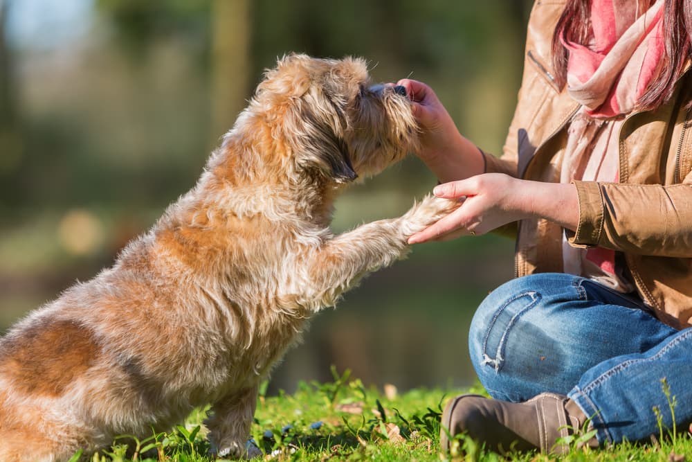 Dog getting a treat from owner